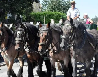 Vierspan Brabantse trekpaarden voor een kar
