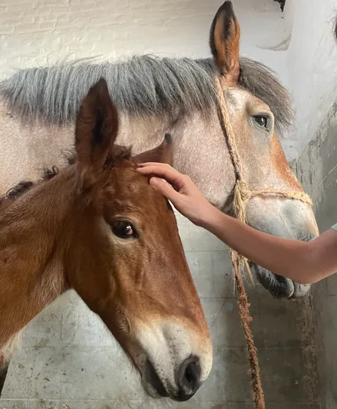 Fleur, het eerste trekpaardveulen van Haras de Vollezeele