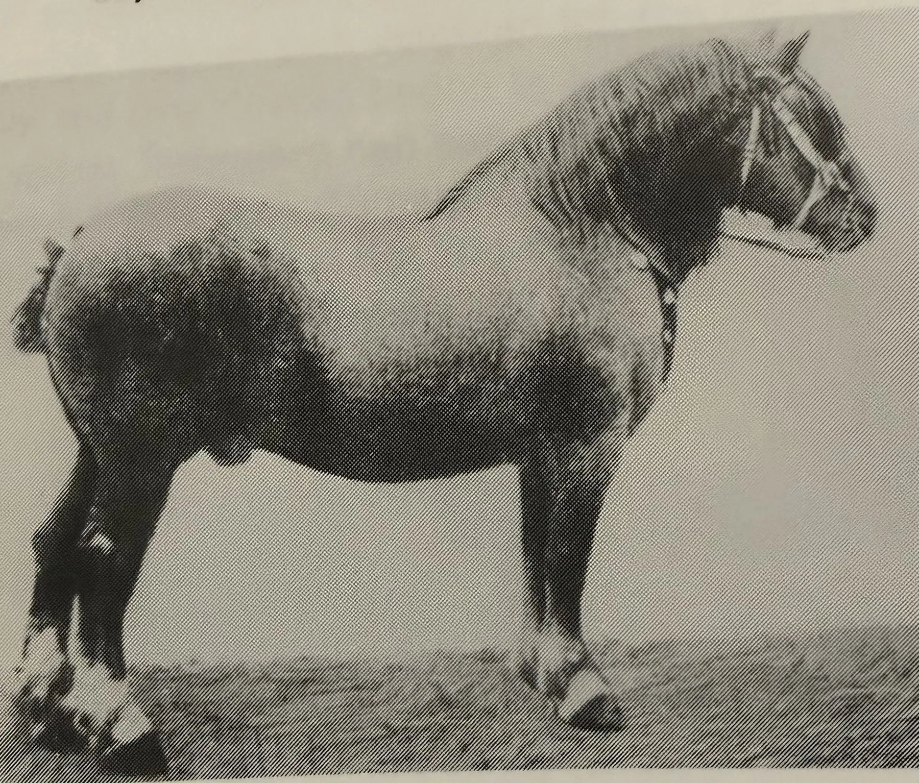 Gerfaut II, vosschimmel en zoon van Major