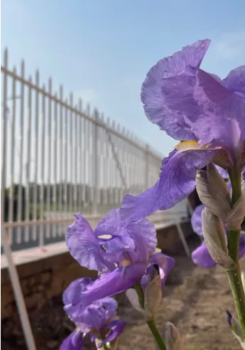 Bloemen in de voortuin