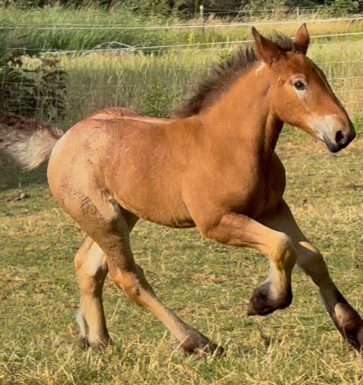 Parel, het jonge veulen