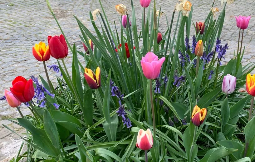 Kleurrijke tulpen en hyacinten in bloei op de kasseien