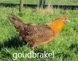 Een goudbrakelhoen scharrelt in het gras