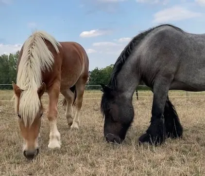 De trekpaarden Caro en Wanja in de weide