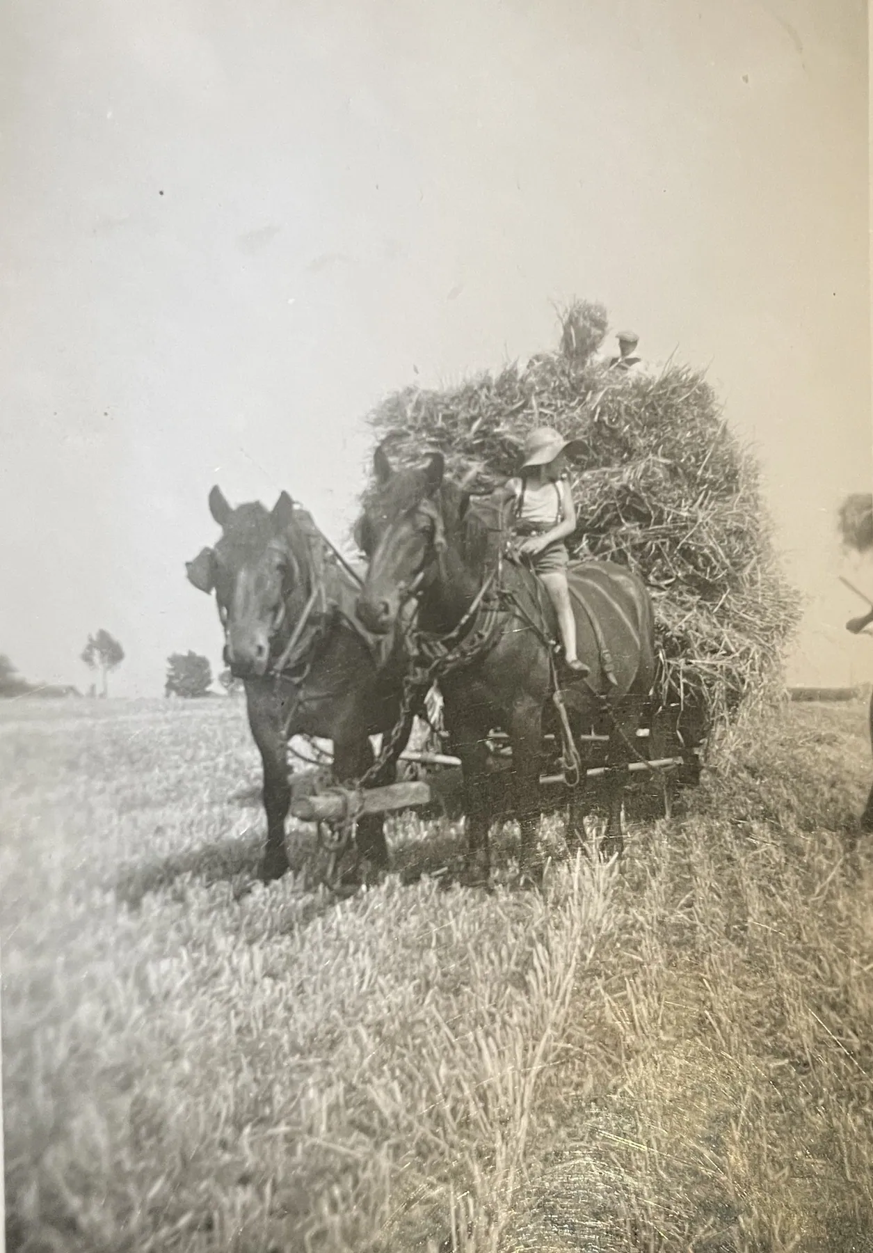 Twee trekpaarden voor een geladen oogstwagen, met een jongen op het paard