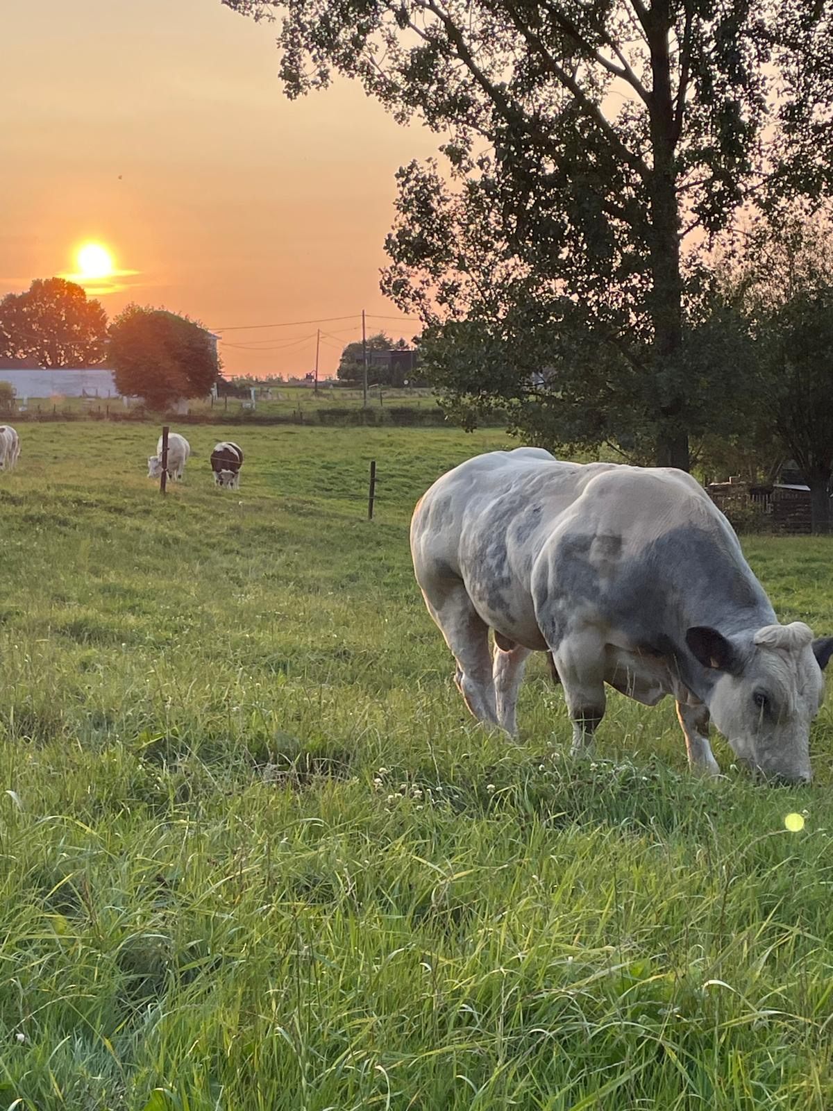 Een Belgisch Witblauw rund graast in de weide bij zonsondergang