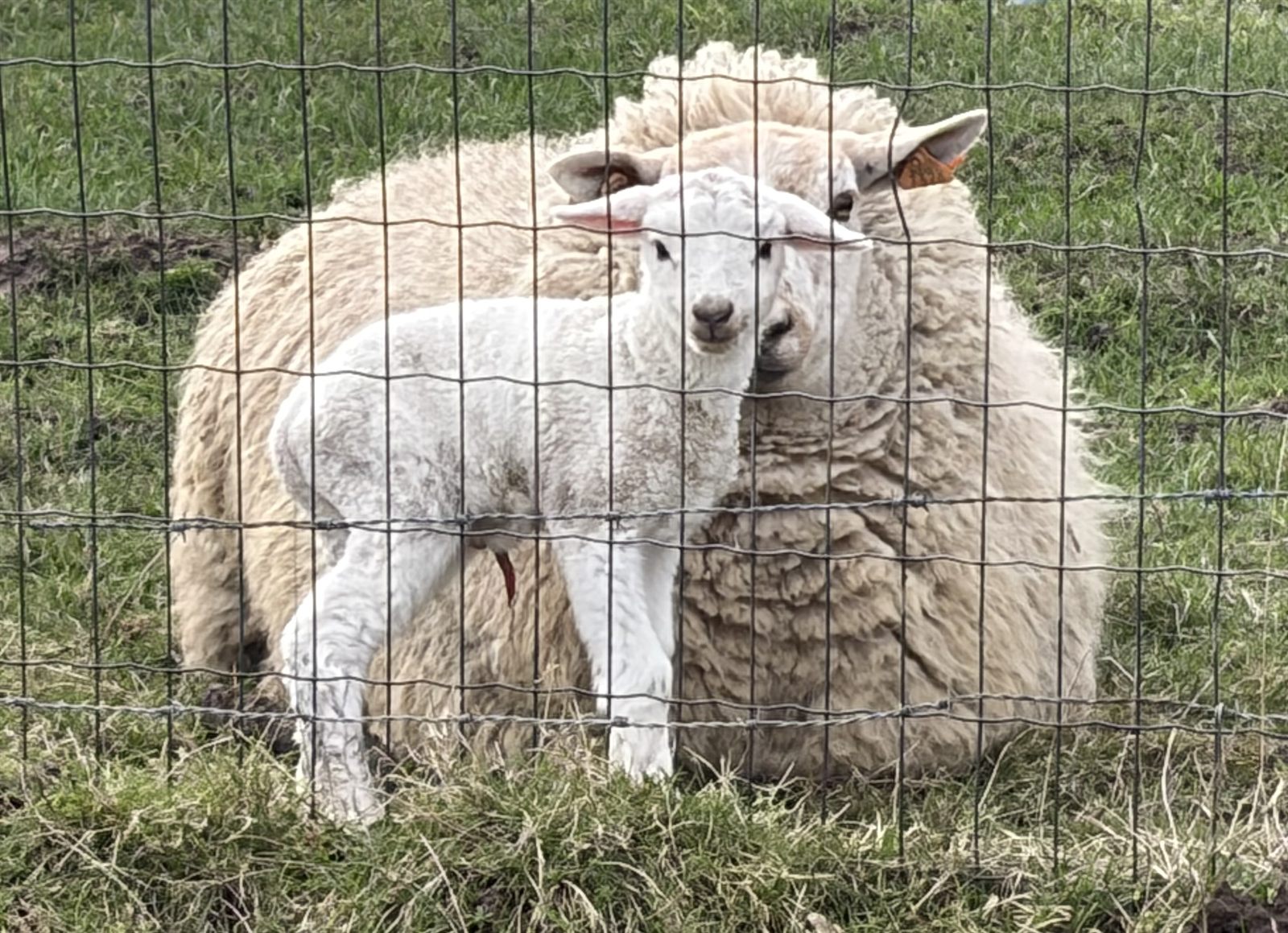 Een Houtlanderschaap met haar lam in de boomgaard bij de hoeve