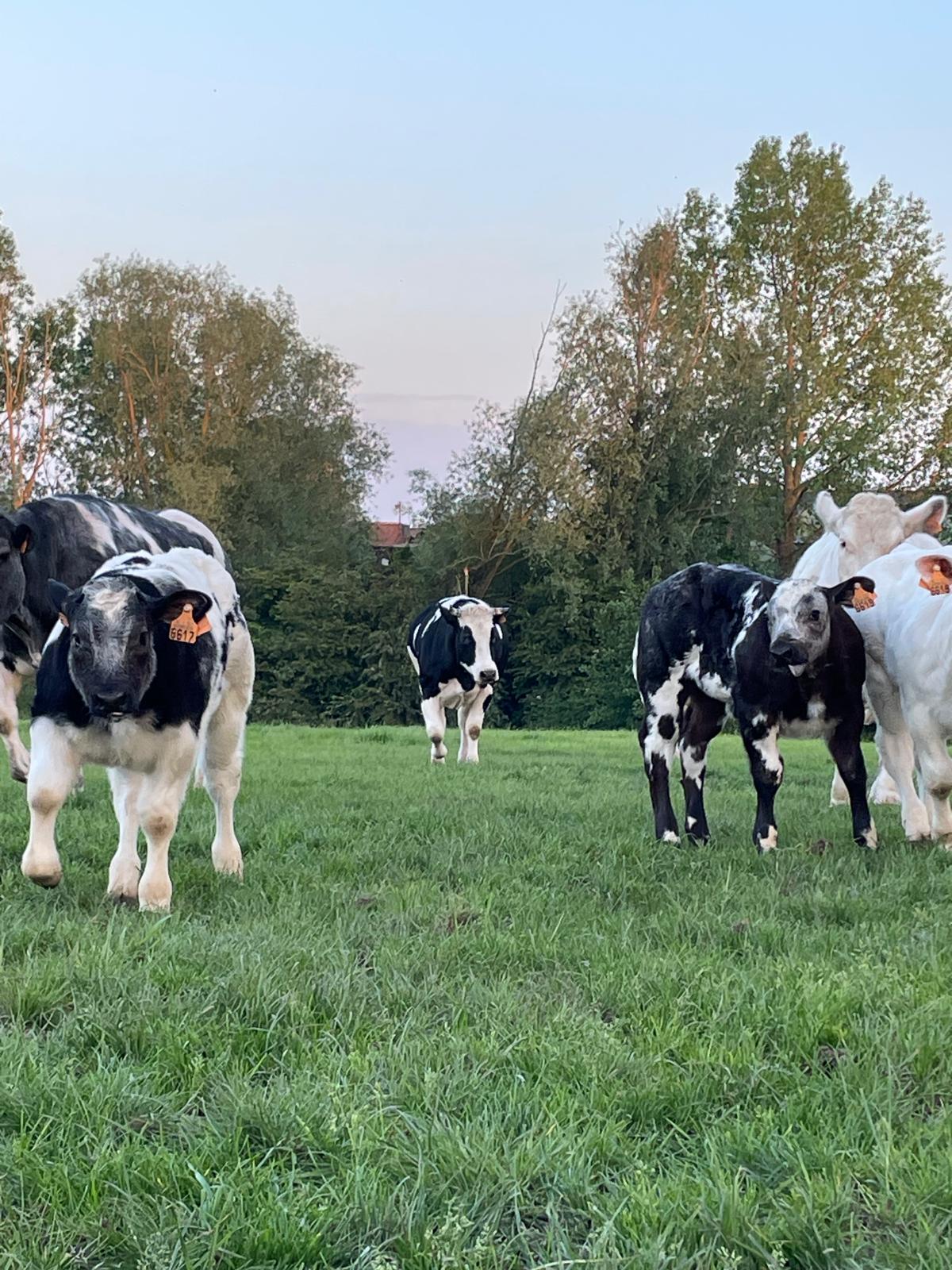 Belgisch Witblauw rundvee aan de voederruif, met de kerktoren van Vollezele op de achtergrond