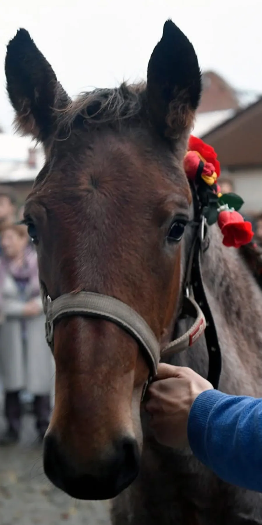 Het veulen Fleur met bloemtooi op haar doopdag