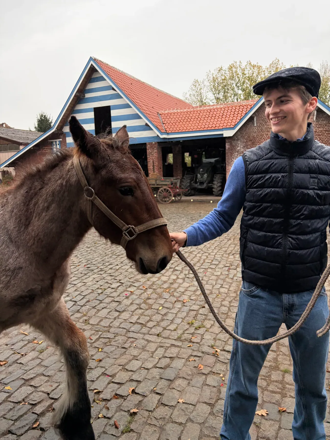 Het veulen Fleur aan de leidsel op de binnenkoer