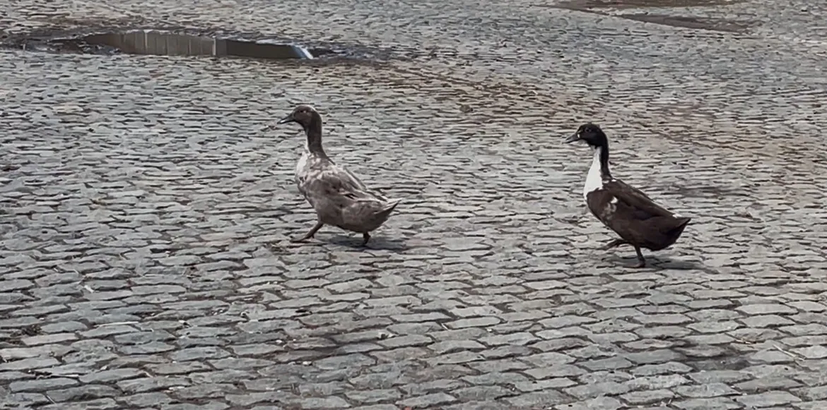 Twee Huttegemse ganzen wandelen over de kasseien van de binnenkoer