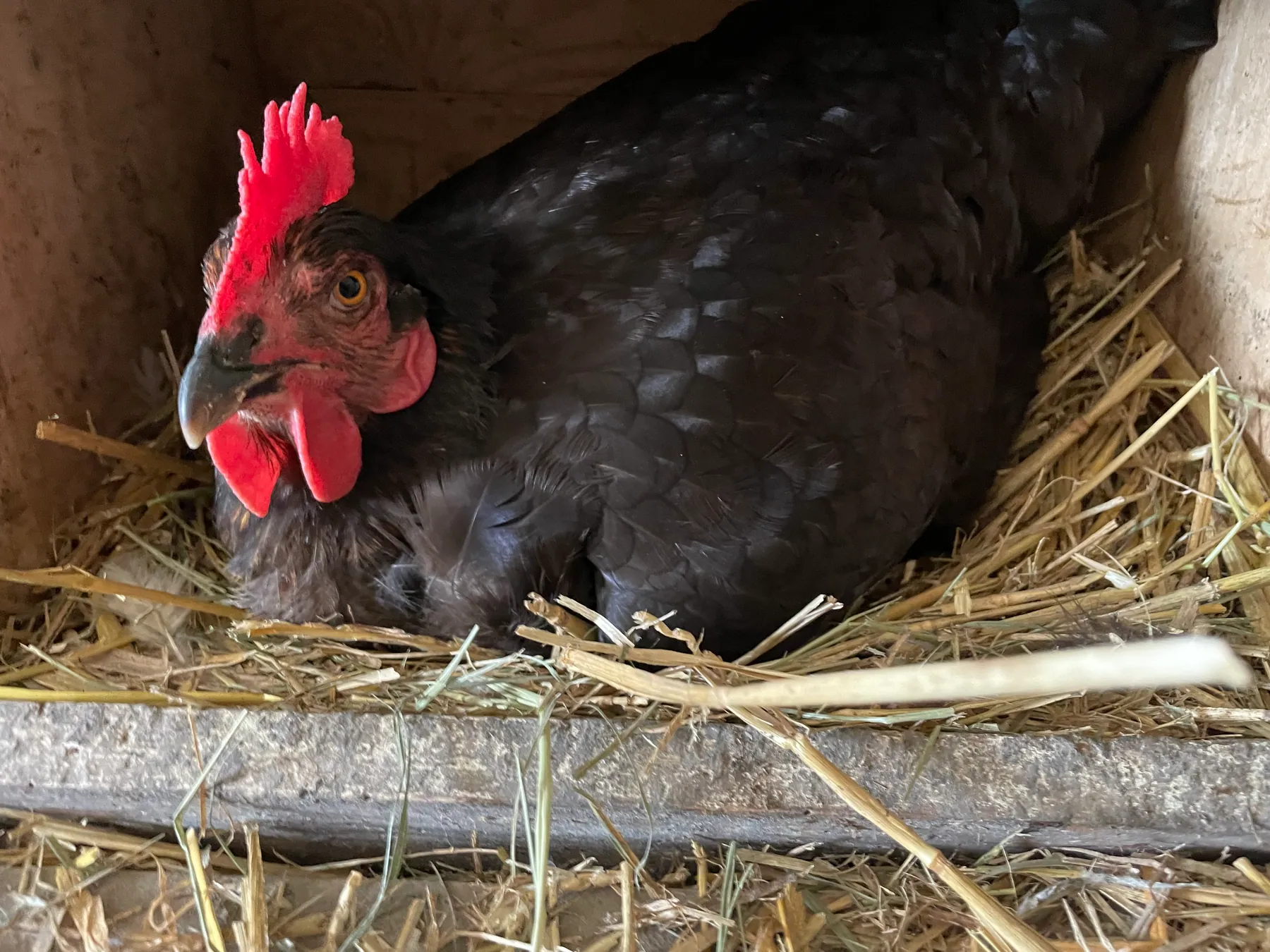 Een zwarte kip broedt in het nest in het kippenhok
