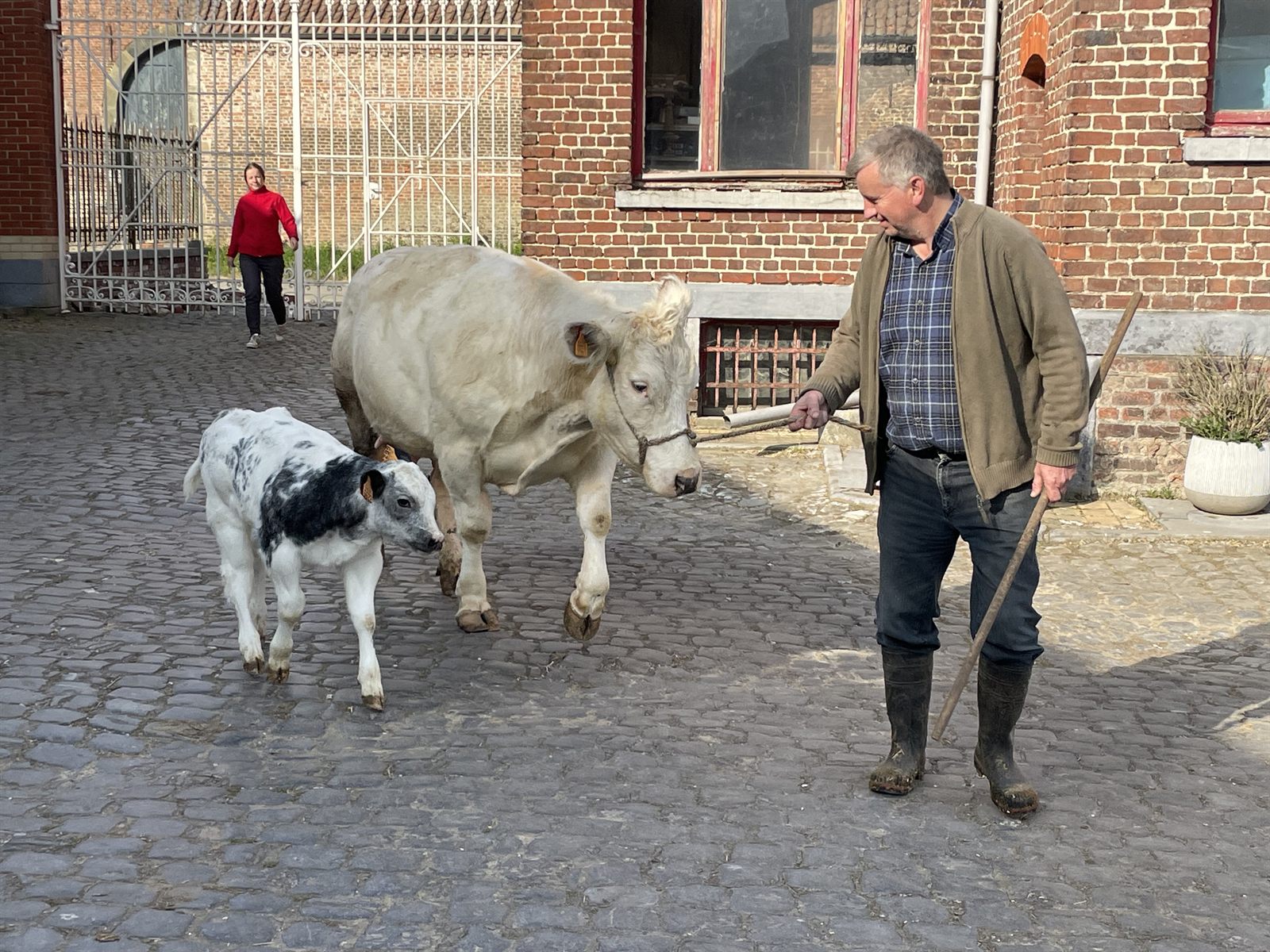 Een Belgisch Witblauwe koe met haar kalf worden over de kasseien van de binnenkoer geleid