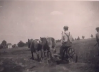 Belgische trekpaarden aan het ploegen