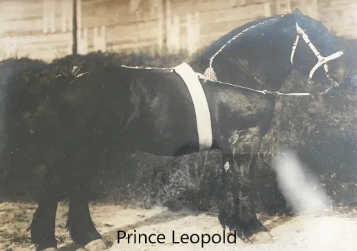 De dekhengst Prince Leopold