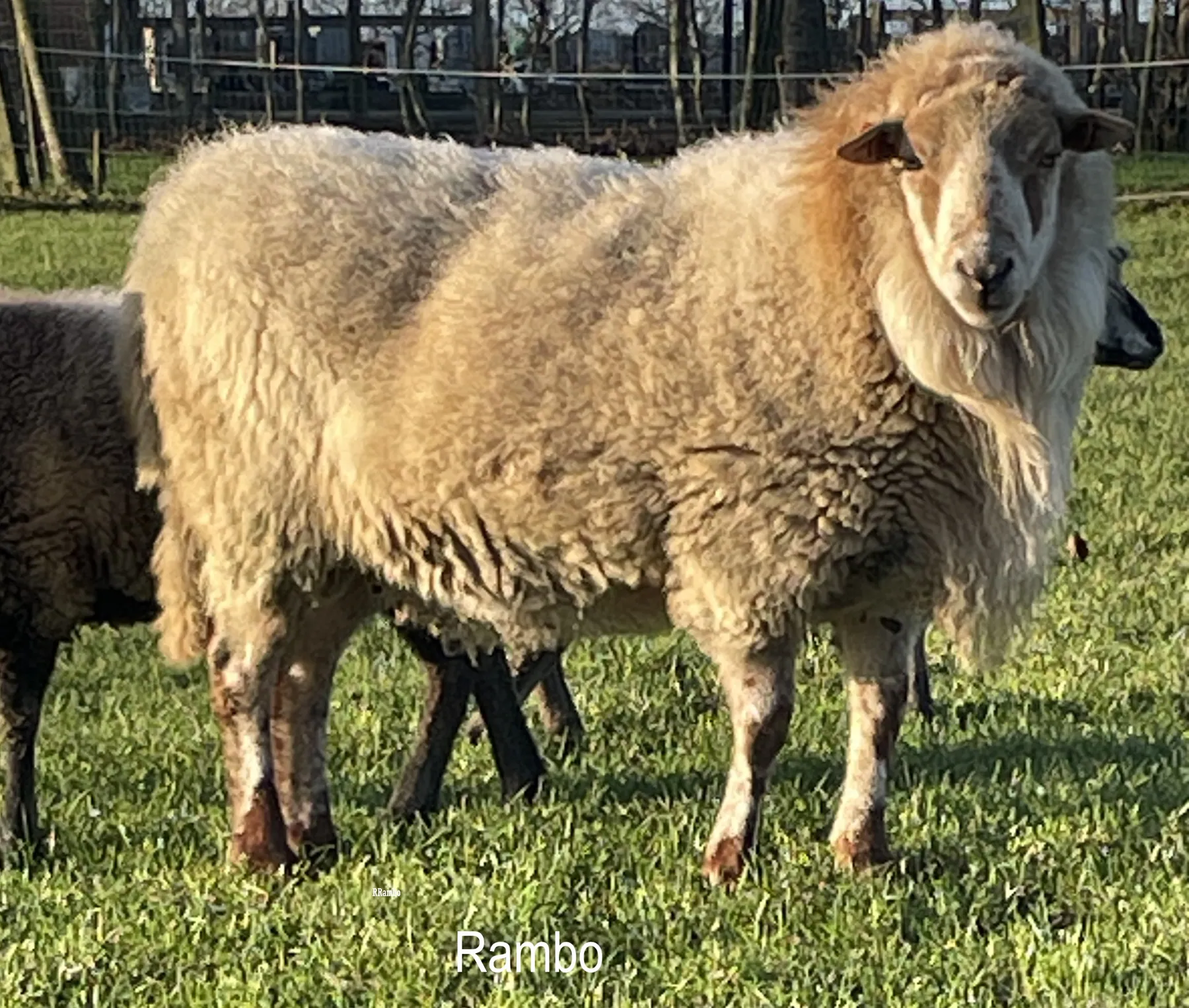 De statige houtlander bok Rambo bij de schapen