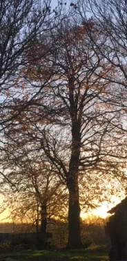 Een majestueuze beuk in de siertuin bij zonsondergang
