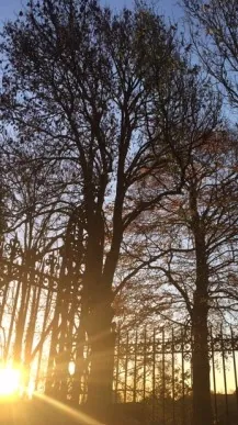 Bomen in de siertuin bij zonsondergang