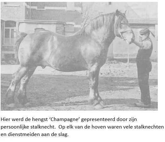 De hengst Champagne gepresenteerd door zijn stalknecht