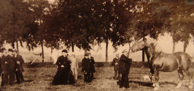 Priester Aloïs Walgrave bij de keuring van een Belgisch trekpaard te Vollezele