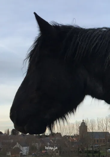 Het trekpaard Wanja met de kerk van Vollezele op de achtergrond