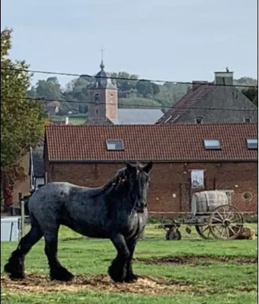 Blauwschimmel trekpaard in de weide, met de kerk van Vollezele erachter