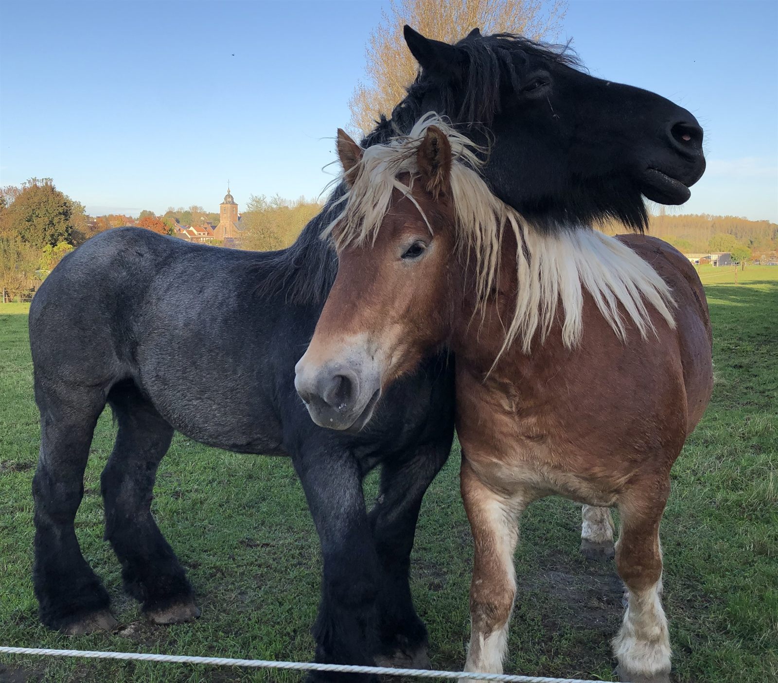 De Belgische trekpaarden Wanja en Caro dicht bij elkaar op de weide, met de kerktoren van Vollezele op de achtergrond